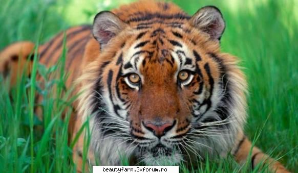 tigrii lupta impotriva din lumea intreaga au somat indonezia sa puna capat definitiv taierilor de